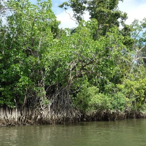 Mangrove on the riverside