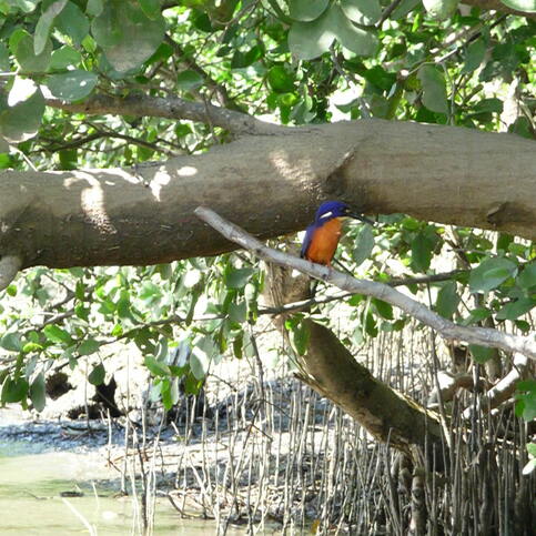 Kingfisher
