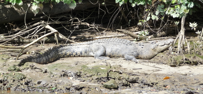 Daintree