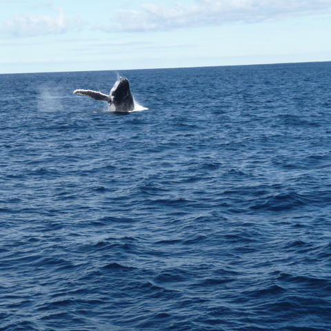 Hunchback jumping out of the sea