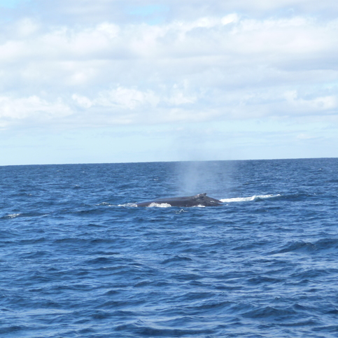 Two Hunchbacks spraying their water fountains