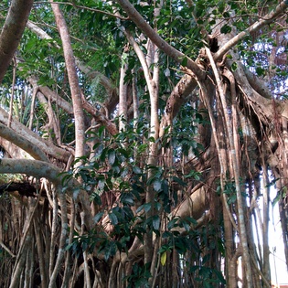 Rainforest near Kuranda