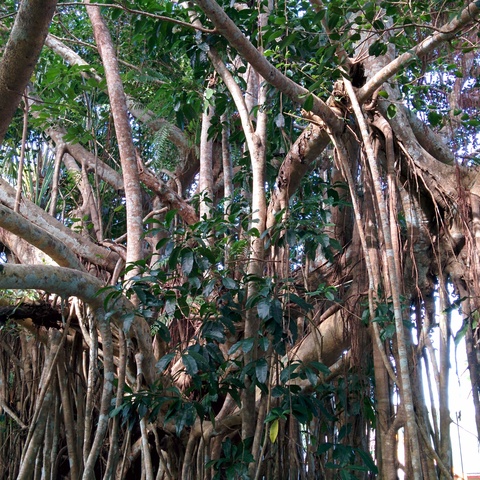 Rainforest near Kuranda