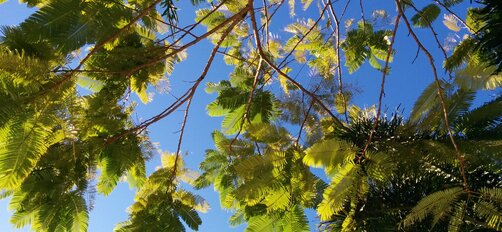 Mission Beach and Townsville