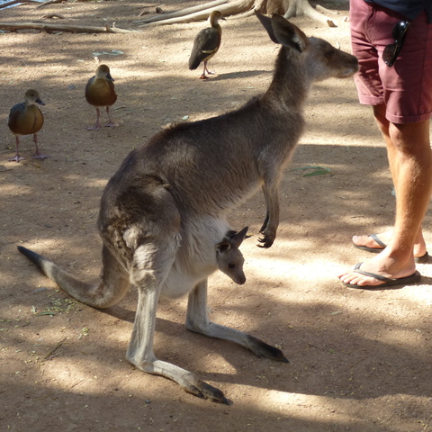 Kangaroo