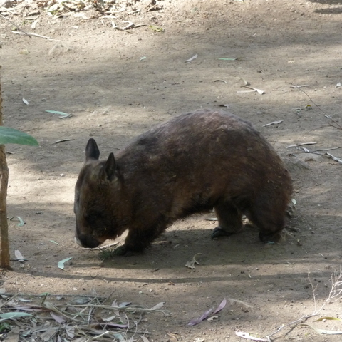 Wombat
