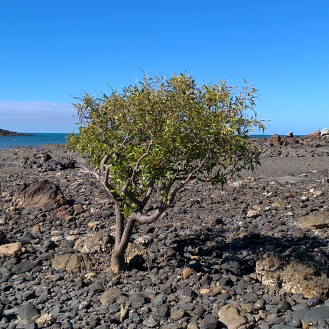 Mangrove on a passing to Wedge Island