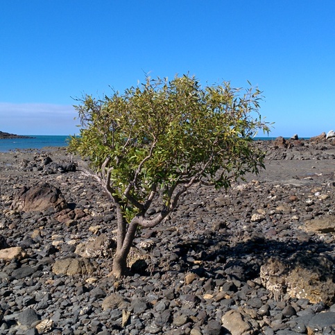 Mangrove on a passing to Wedge Island