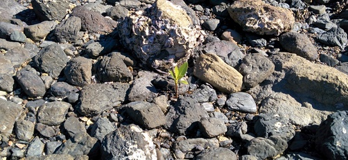 Cape Hillsborough National Park