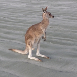 A kangaroo on a beach