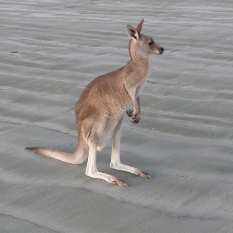 A kangaroo on a beach
