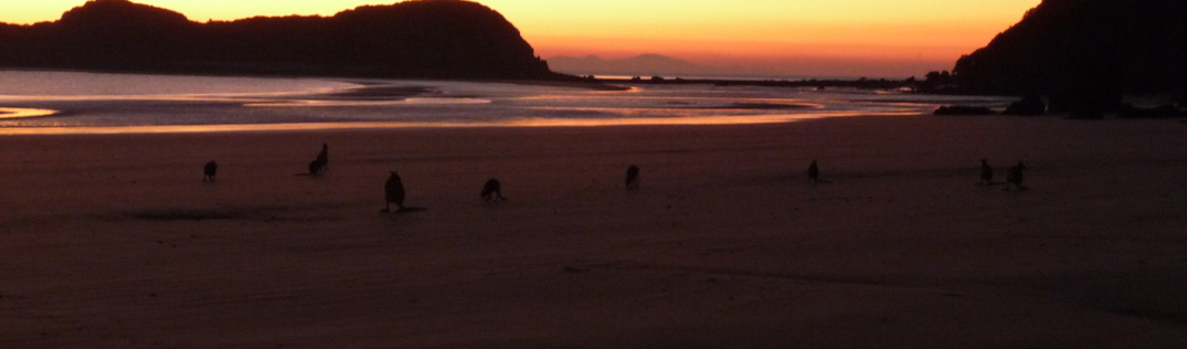Cape Hillsborough (early morning)