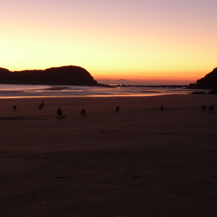Sunrise with kangaroos on the beach