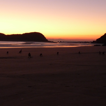 Sunrise with kangaroos on the beach