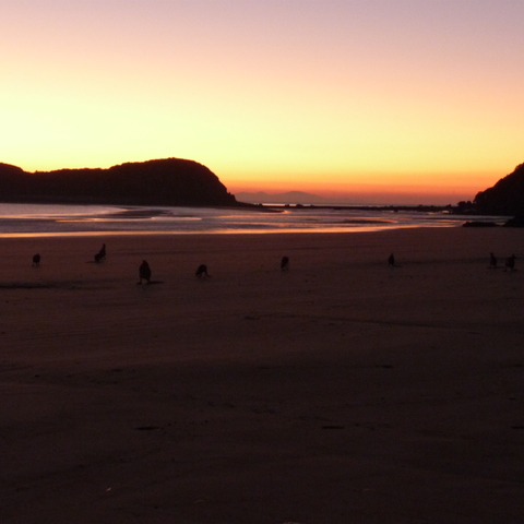 Sunrise with kangaroos on the beach