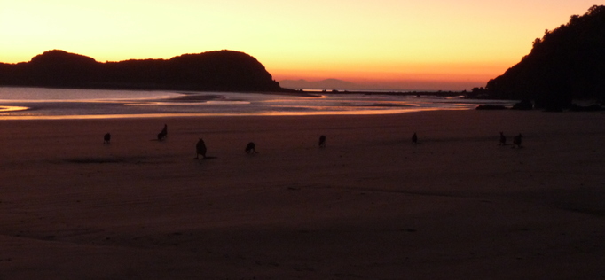 Cape Hillsborough (early morning)