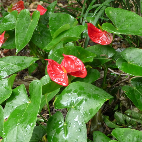 An Anthurium plant