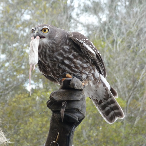One of the raptors from the bird show being able to eat a mice in a
whole.