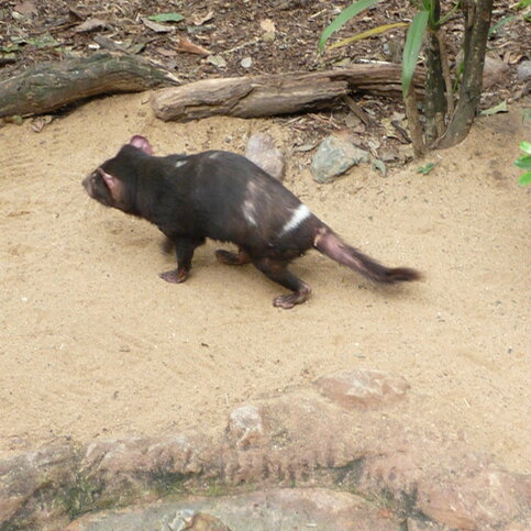 A Tasmanian devil