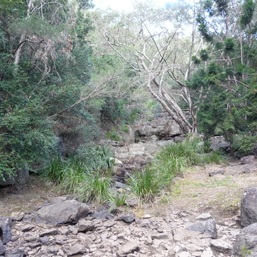 Track to Mount Coot-tha lookout