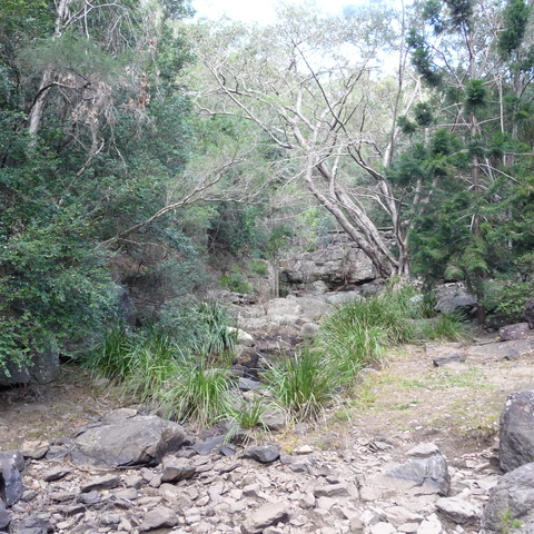 Track to Mount Coot-tha lookout