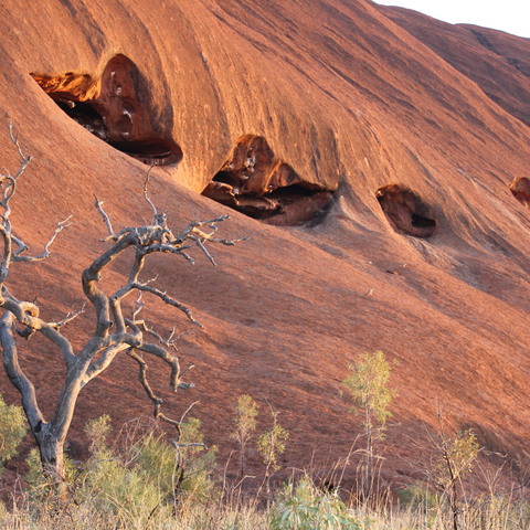 Uluru Boardwalk: Kangaroos on Uluru