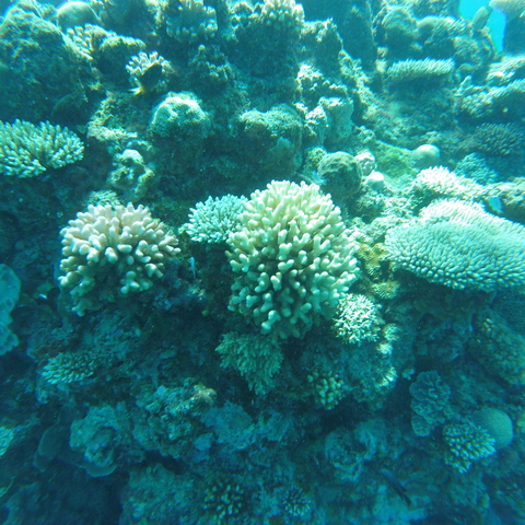Some corals