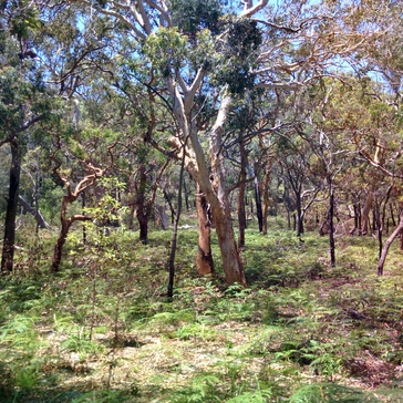 On the way to Lake McKenzie