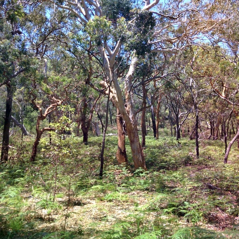 On the way to Lake McKenzie