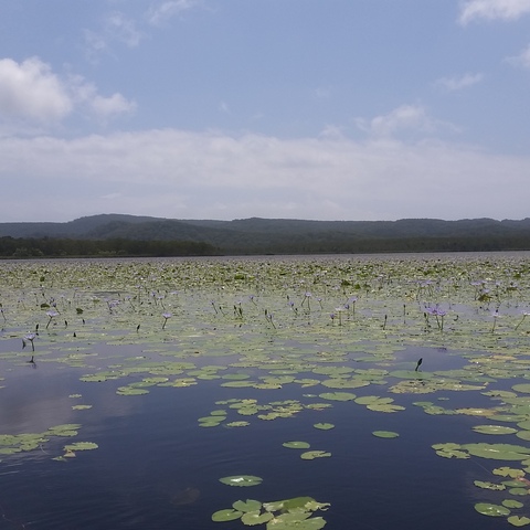 Sea covered by water lilies