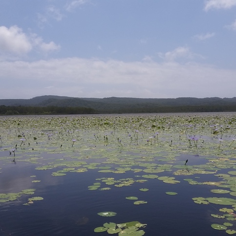 Sea covered by water lilies
