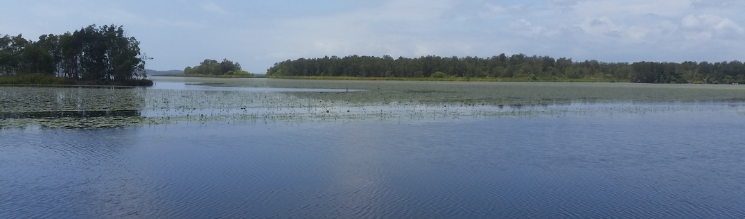 Kayaking in the Noosa Everglades