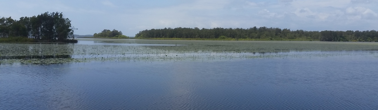 Kayaking in the Noosa Everglades