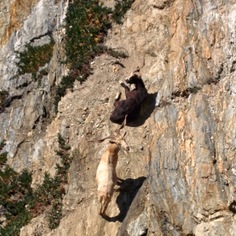 DjangoCon Europe 2014 -- Be aware of the goats!